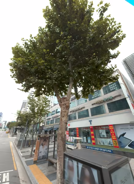 tree photo