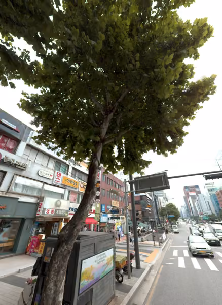 tree photo