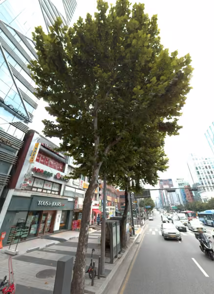 tree photo