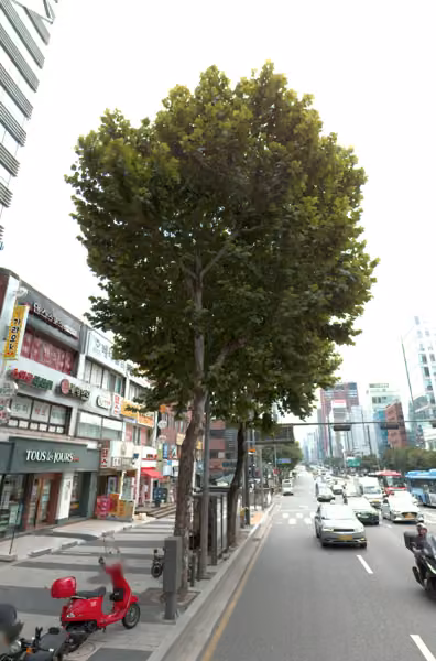 tree photo