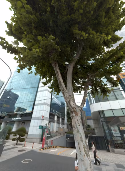 tree photo