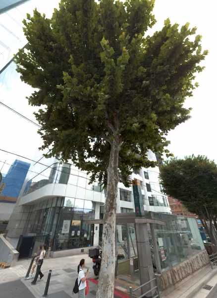 tree photo