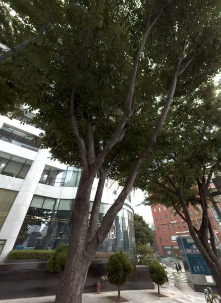 tree photo