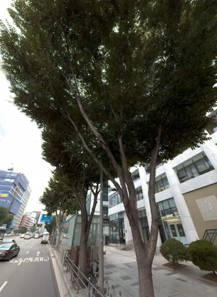 tree photo