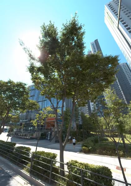 tree photo