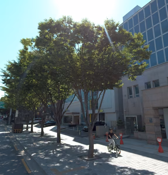 tree photo