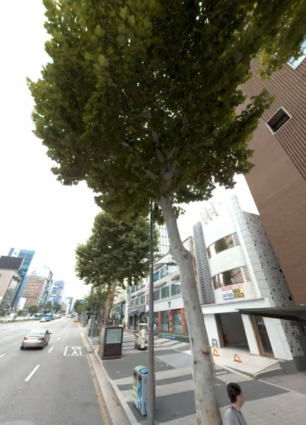 tree photo
