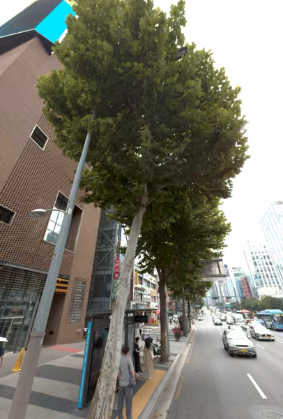 tree photo