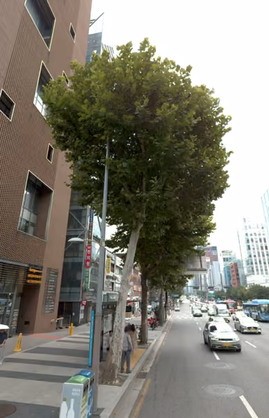 tree photo