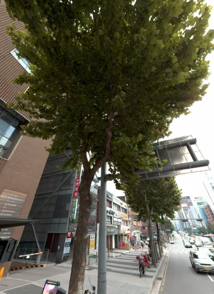 tree photo
