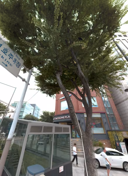 tree photo