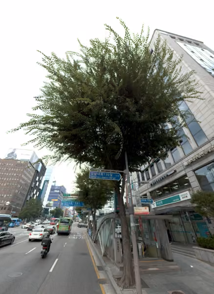 tree photo