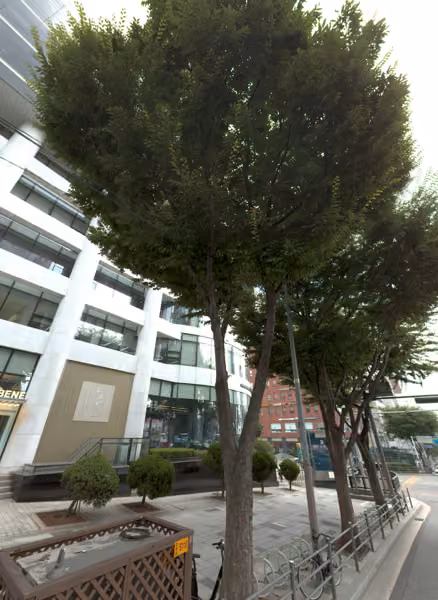 tree photo