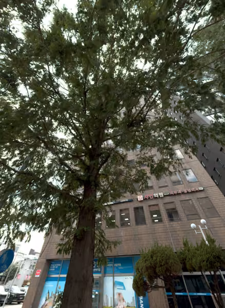 tree photo