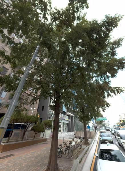 tree photo