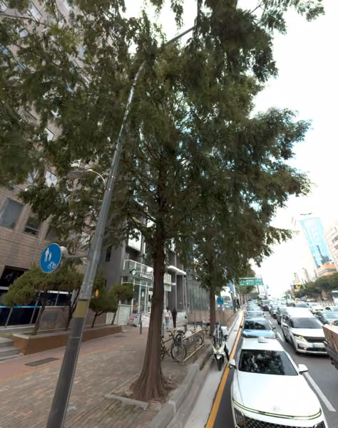 tree photo