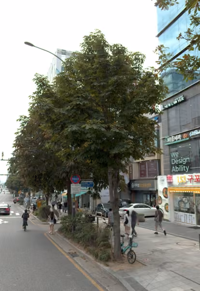 tree photo