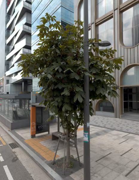 tree photo