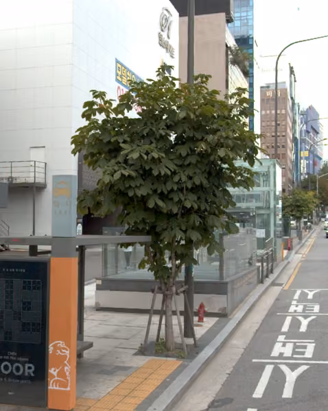 tree photo
