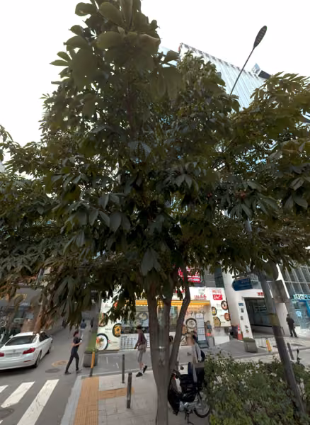 tree photo
