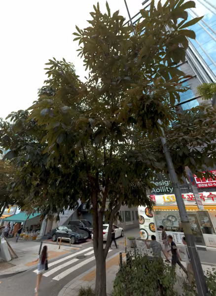 tree photo