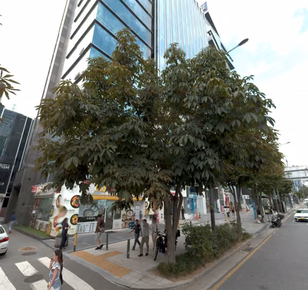 tree photo