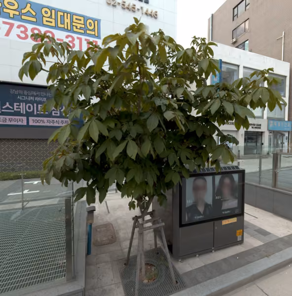 tree photo