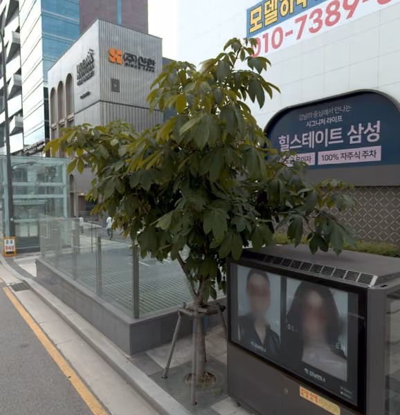 tree photo