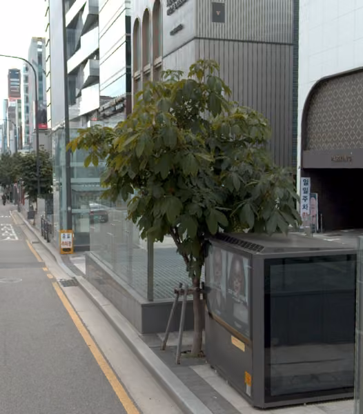 tree photo