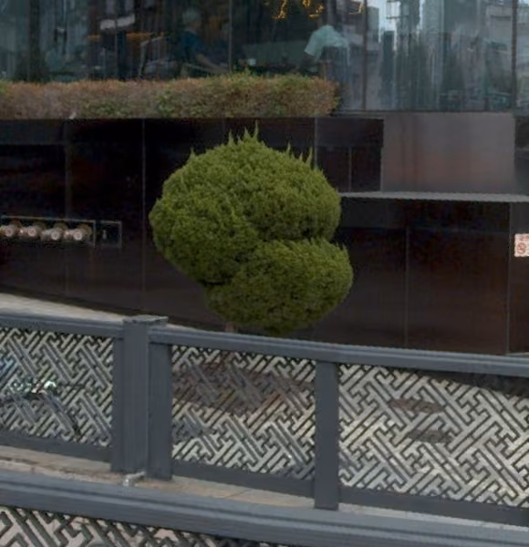 tree photo