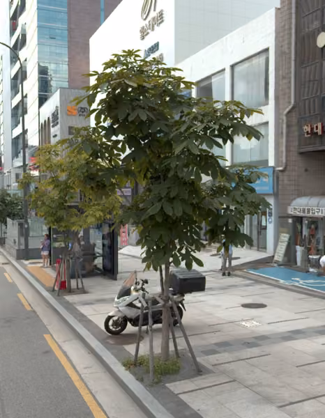 tree photo