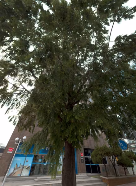 tree photo