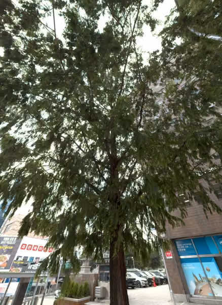 tree photo