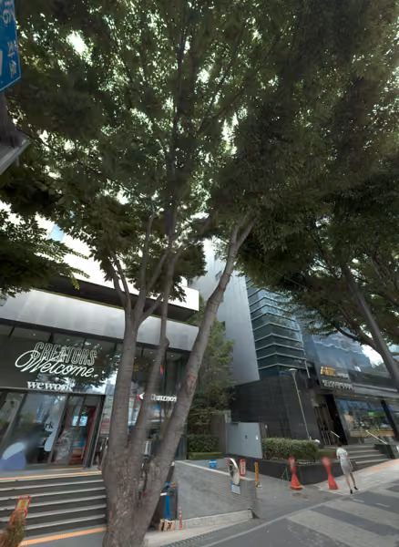 tree photo