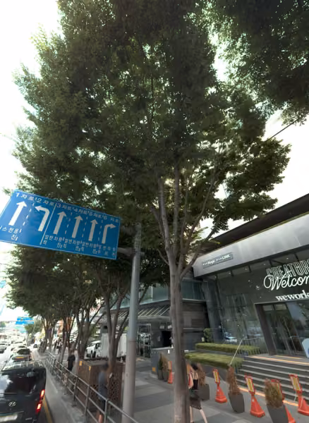 tree photo