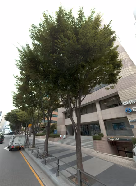 tree photo