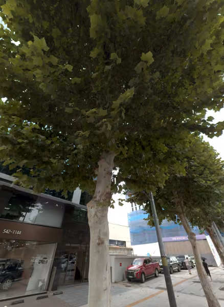 tree photo