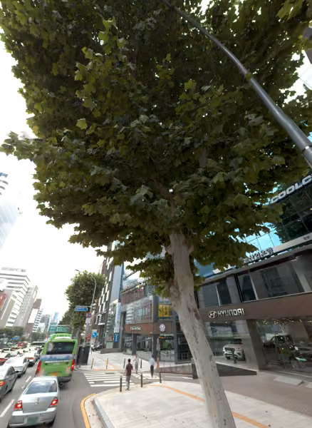 tree photo