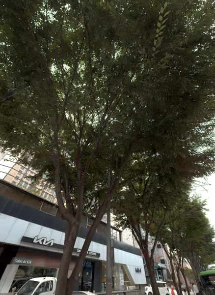 tree photo
