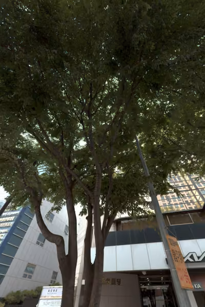 tree photo