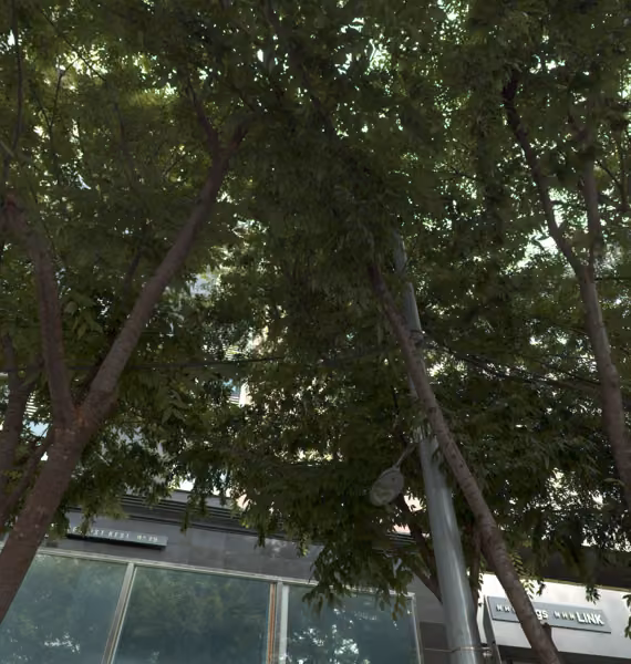 tree photo