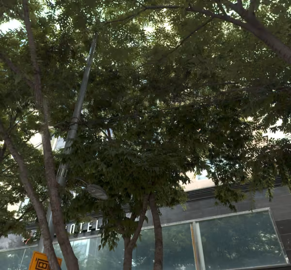 tree photo