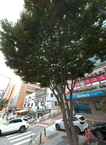 tree photo