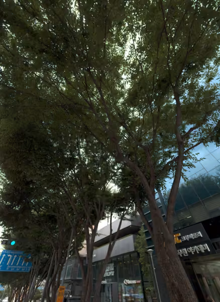 tree photo