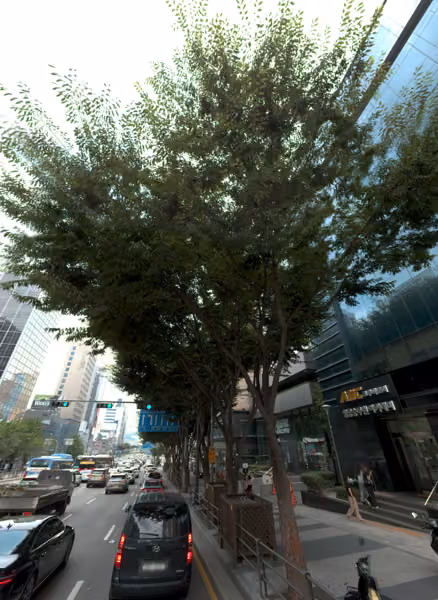 tree photo