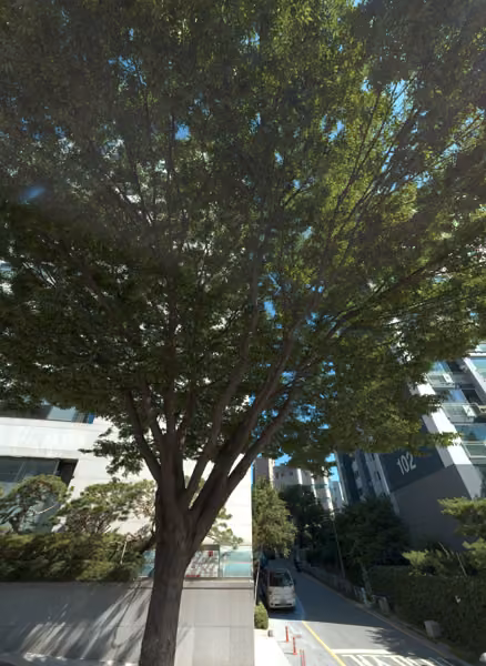 tree photo