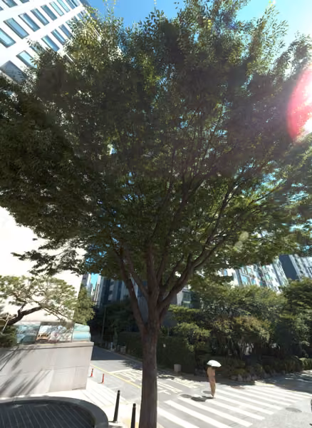 tree photo