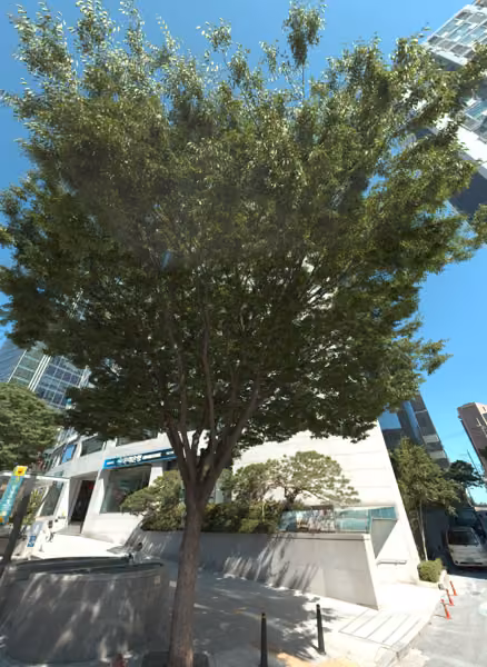tree photo