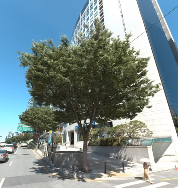 tree photo