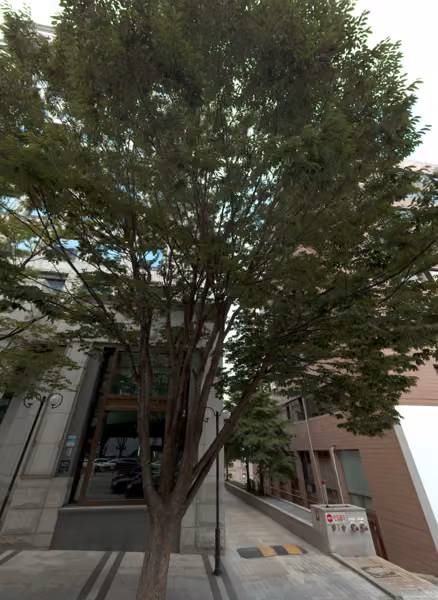 tree photo